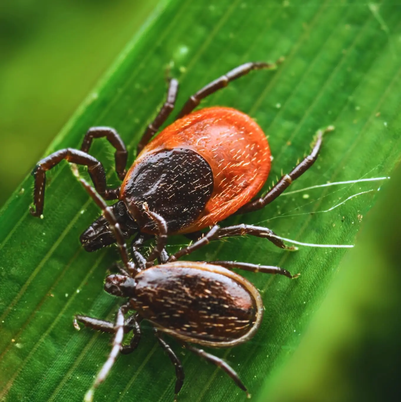 іксодови кліщі