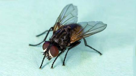 Боротьба з мухами