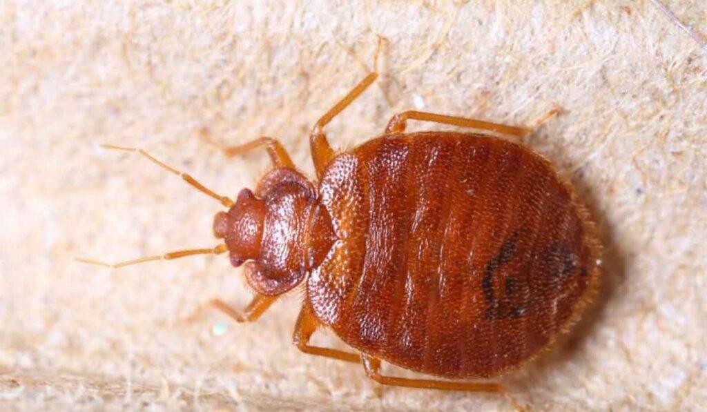 Як вивести клопів