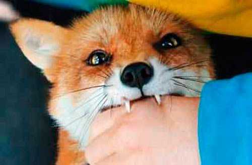 Дезінфекція