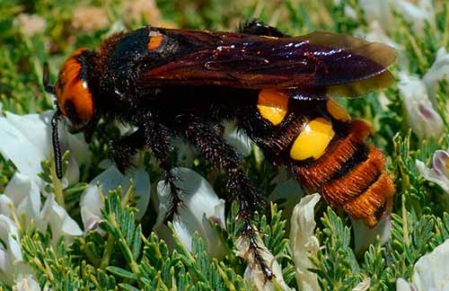 Головна Дезнаб shershen