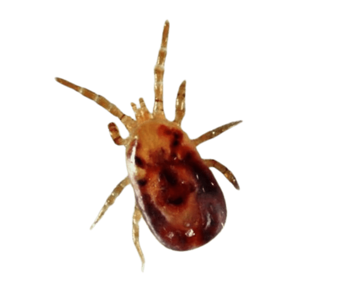 Пташиний кліщ