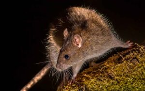 Чим небезпечні гризуни