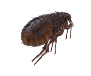 Обробка від бліх Дніпро