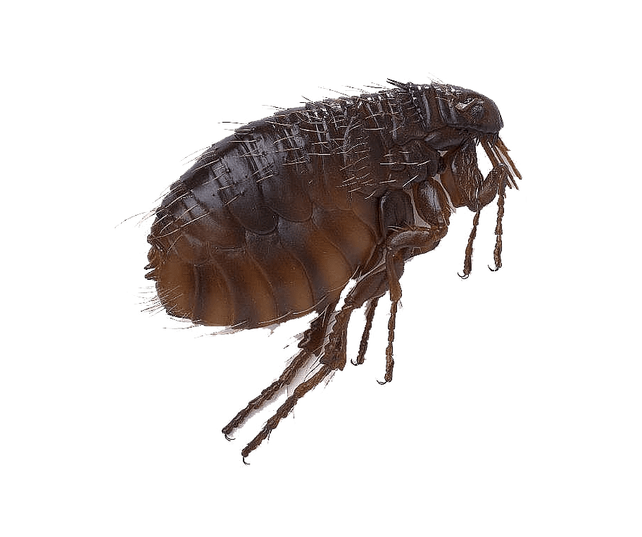 Обробка від бліх Київ