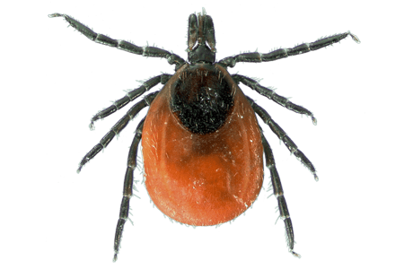 Обробка від кліщів Дніпро