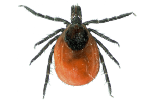 Обробка від кліщів Запоріжжя