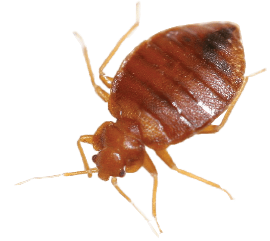 Знищення клопів Запоріжжя