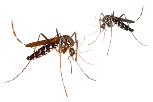 Обробка від комарів Дніпро