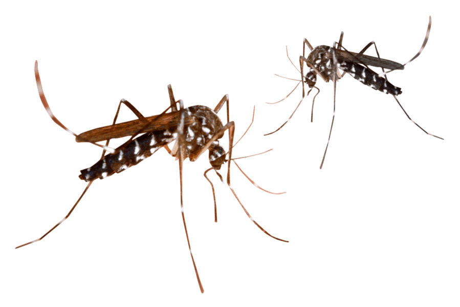 Обробка від комарів Дніпро