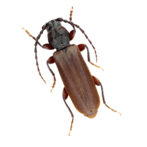 Боротьба з короїдом Київ