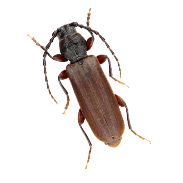 Боротьба з короїдом Київ