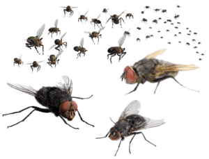 Боротьба з мошками Дніпро