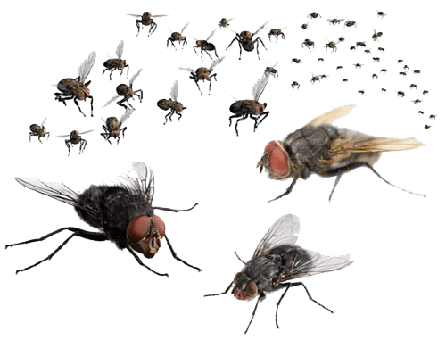 Боротьба з мошками Запоріжжя