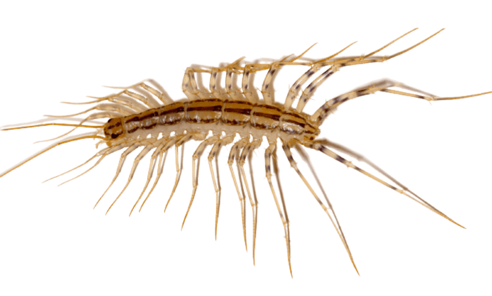 Знищення мухоловок Дніпро