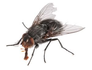 Обробка від мух Київ