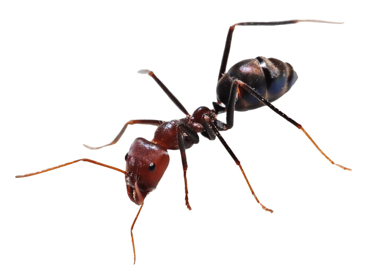 Позбутися мурах Запоріжжя