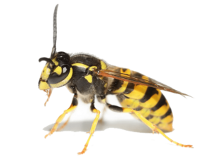 Боротьба з осами Дніпро