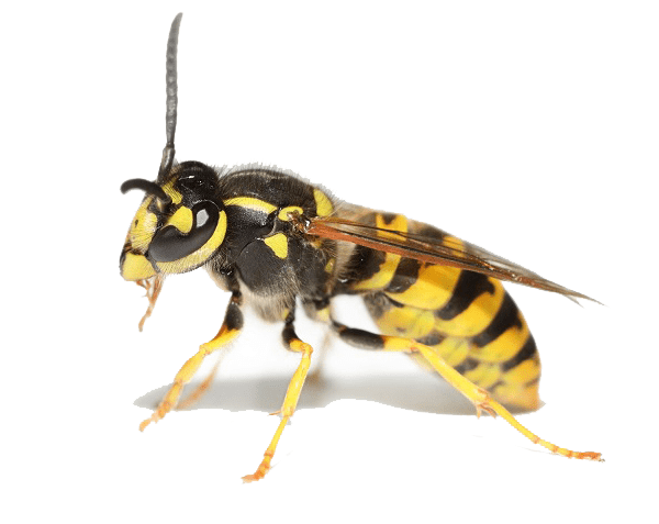 Боротьба з осами Запоріжжя