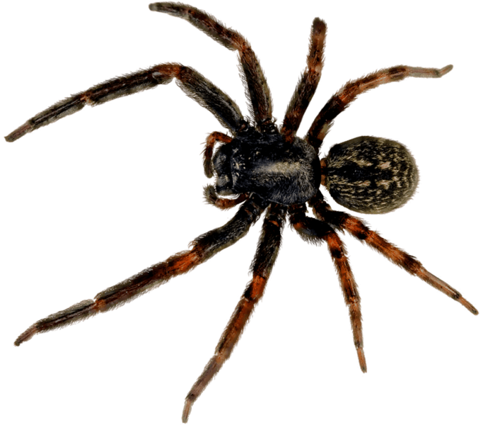 Позбутися павуків Дніпро