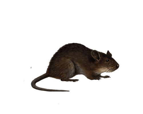 Боротьба з щурами Запоріжжя