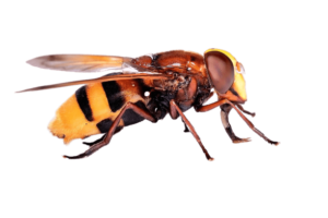 Боротьба з шершнями Запоріжжя