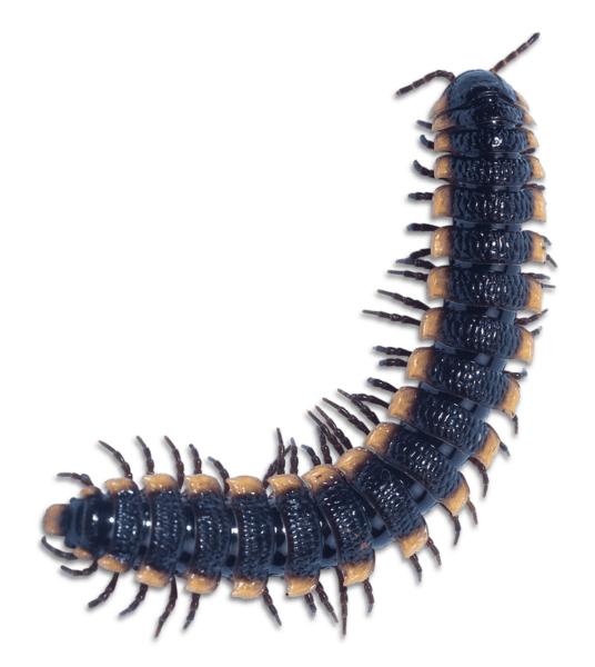 Знищення сколопендри Запоріжжя