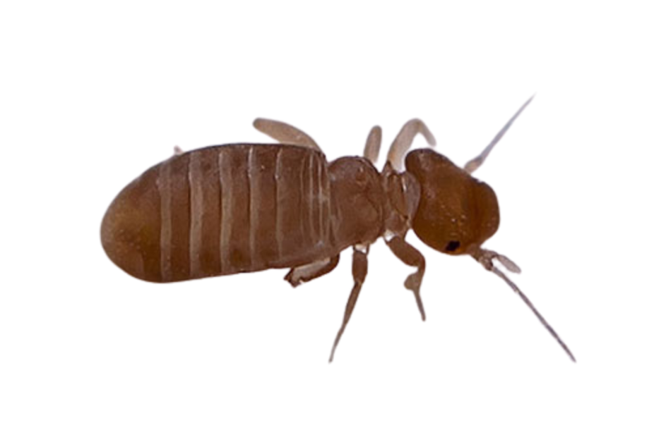 Знищення сіноїдів Дніпро