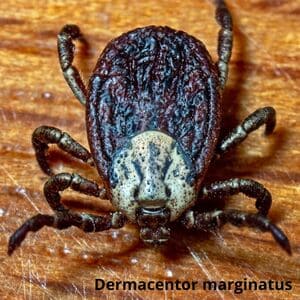 Іксодові кліщі Дезнаб IКСОДОВІ КЛІЩІ