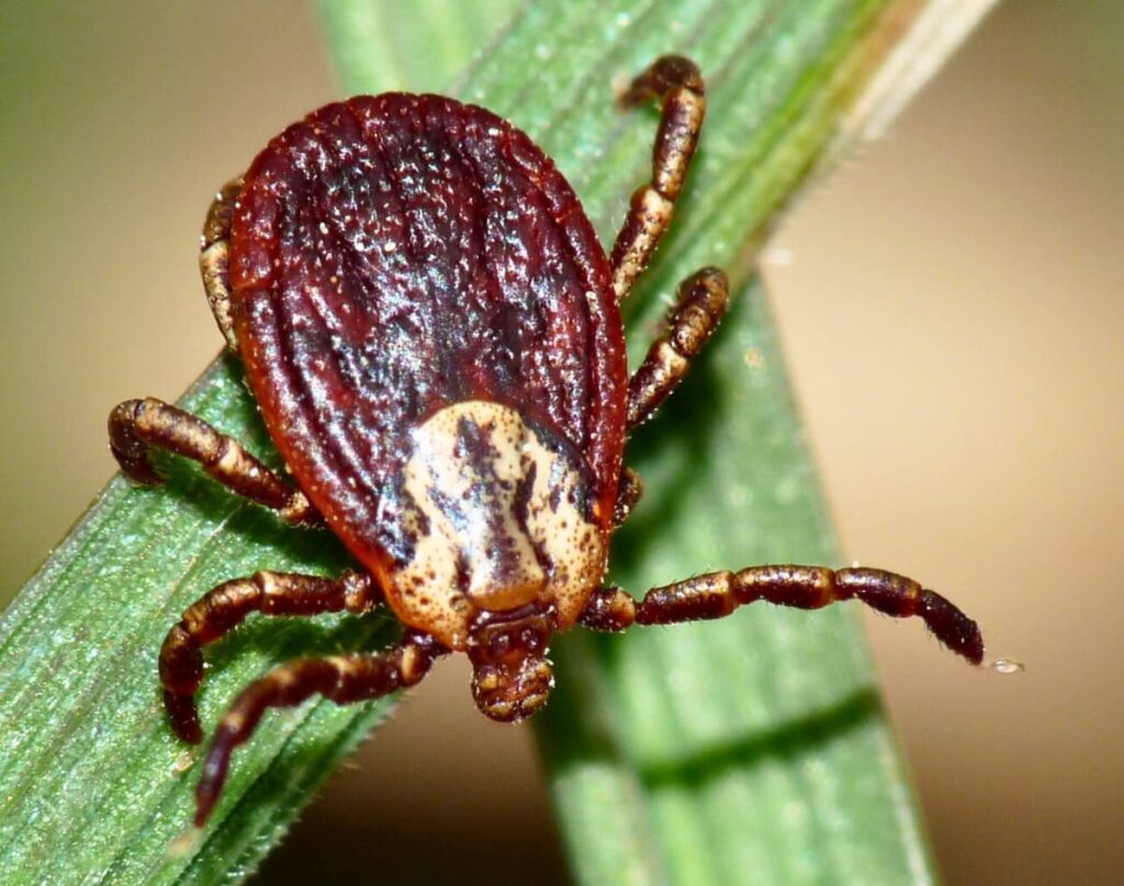 IКСОДОВІ КЛІЩІ DERMACENTOR RETICULATUS