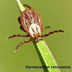 Іксодові кліщі Дезнаб IКСОДОВІ КЛІЩІ