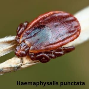 Іксодові кліщі Дезнаб IКСОДОВІ КЛІЩІ