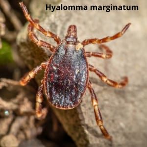 Іксодові кліщі Дезнаб IКСОДОВІ КЛІЩІ