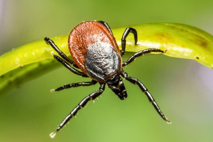 IКСОДОВІ КЛІЩІ IXODES RICINUS