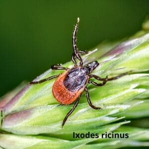 Іксодові кліщі Дезнаб Іксодовий кліщ