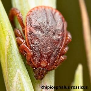 Іксодові кліщі Дезнаб IКСОДОВІ КЛІЩІ