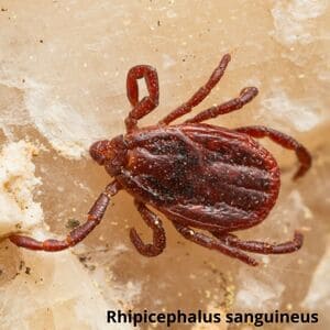 Іксодові кліщі Дезнаб IКСОДОВІ КЛІЩІ