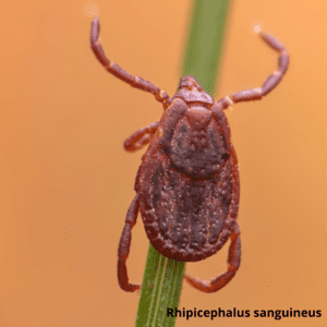 Іксодові кліщі Дезнаб IКСОДОВІ КЛІЩІ