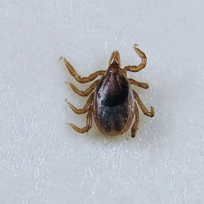 іксодові кліщі Німфа