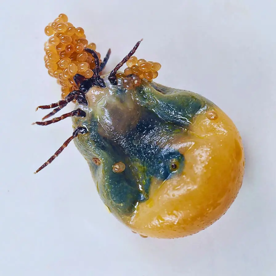 Іксодови кліщі Яйця