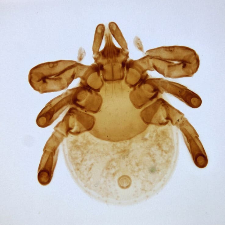 іксодови кліщі Личинки