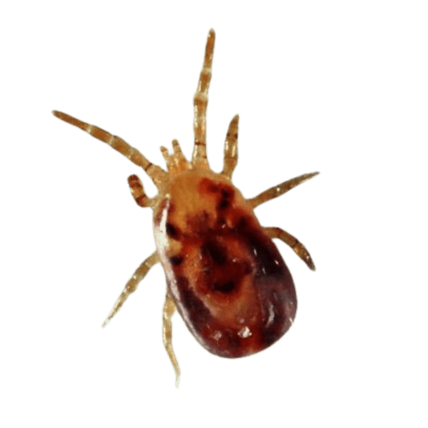 Пташиний кліщ