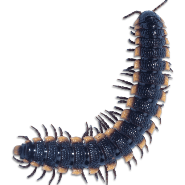 Сколопендра