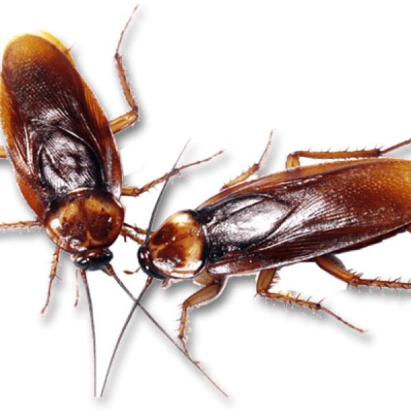 Знищення тарганів