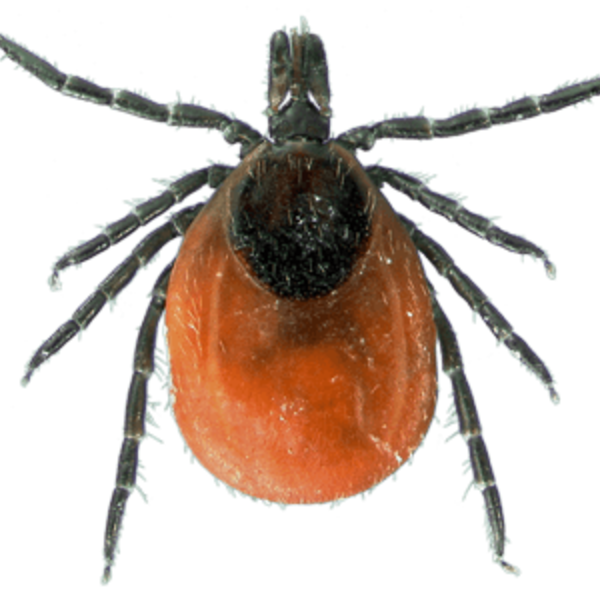 Знищення кліщів