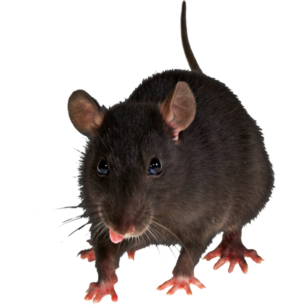 Вивести щурів